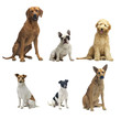 6 sitzende hunde