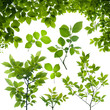 Foto: fresh leaves fresh leaves
