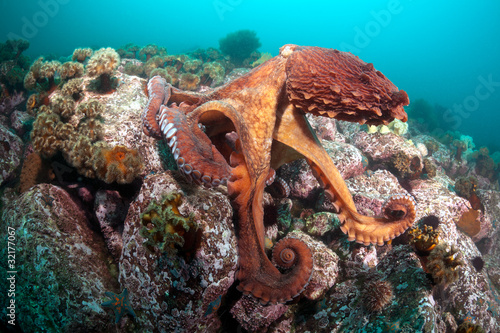 Photo: Giant octopus Dofleini Giant octopus Dofleini