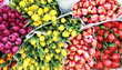 Colorful tulips