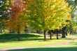 Colorful Leaves on Maple Trees