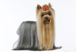 yorkshire terrier - york - yorkie - terrier du yorkshire yorkshire terrier - york - yorkie - terrier du yorkshire