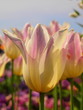 Foto: Tulpe Tulpe