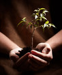 new plant