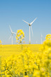 Rapsanbau und Windkraft