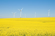Rapsanbau und Windkraft