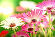 Blumenwiese