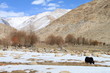 Yak au Ladakh
