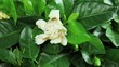 Gardenia - Macro - Time-laps Gardenia - Macro - Time-laps