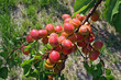 Branche d abricots Branche d abricots