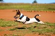 Leaping Jack Russell