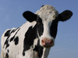 Cow Portrait