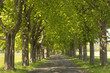 Kastanien säumen eine Landstrasse