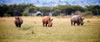 Rhino Trio