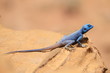 Photo: A Sinai Agama Warming itself in the Sun, Petra A Sinai Agama Warming itself in the Sun, Petra