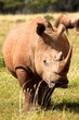 Muddy Rhino