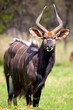 Nyala