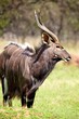 Nyala Bull