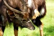 Scratching Nyala bull