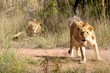 Lioness on guard