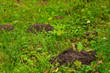 Mole holes