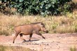 Warthog