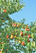 Pear tree.