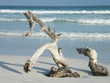 Arbre mort sur la plage