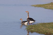 Greylag Goose couple.