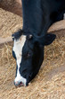 Cows in stable