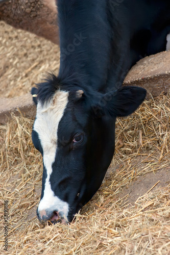 Photo: Cows in stable Cows in stable