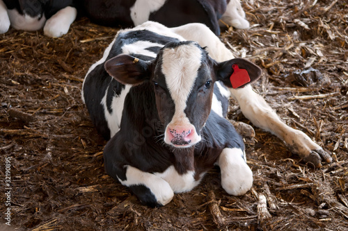 Photo: Calf Calf
