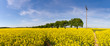 Rapsfeld idylle