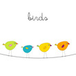 birds