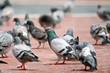 Foto: One Dove in the grup on the floor of the town square One Dove in the grup on the floor of the town square