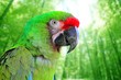 Ara Militaris Military Macaw Green parrot Ara Militaris Military Macaw Green parrot