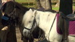 Pony