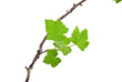Young green sprout of currant Young green sprout of currant