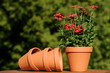 Im Garten