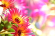 Sommerblumen