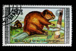 European Beaver