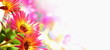 Sommerblumen