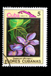 flower Cuba