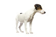 Jack Russell Terrier Puppy