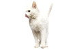 Domestic Ankara Cat licking
