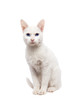 Foto: Domestic Cat Ankara cat - Turkish Cat Domestic Cat Ankara cat - Turkish Cat
