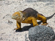 Iguane terrestre des Galapagos