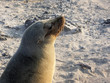 Lion de mer aux Galapagos