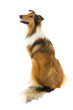 Sitting Shetland Islands  Collie
