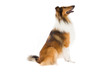 Foto: Collie sitting and looking away Collie sitting and looking away